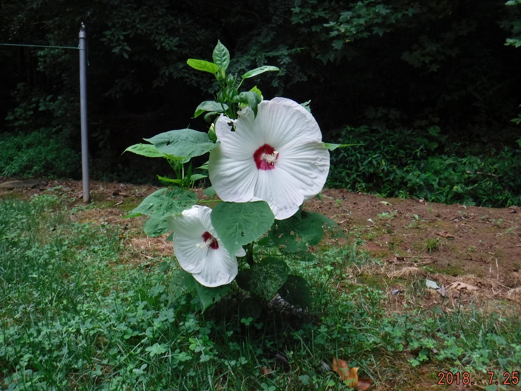 White Hibiscus